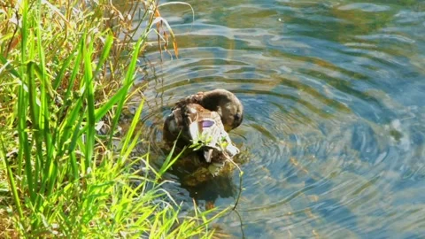 A ducks peacefully swims in a pond, surrounded by lush greenery Vidéo 278892628