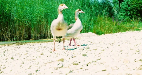 Ducks on a pebble beach. wild ducks on a beach with reeds. cinematic look. Stock Footage 254115016