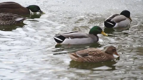 Ducks peck at the edge of the ice  Winter morning Stock Footage 71144393