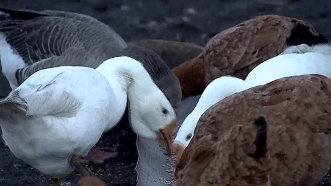 Ducks peck grain Stock Footage 122177819