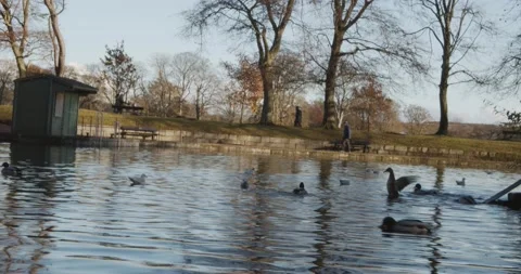 Ducks, people, park Stock Footage 145460257