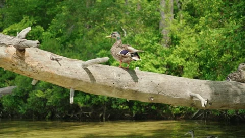 Ducks perched on a tree branch in a serene natural setting 库存影片 302033924