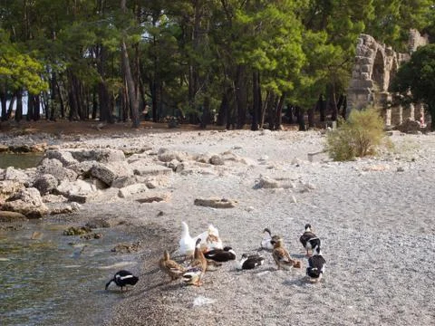 Ducks in the Phaselis bay Foto stock