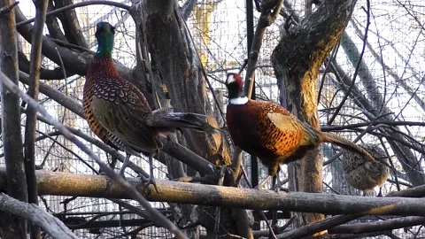 Ducks, pheasants and chickens live in a pen for birds on a home farm 库存影片 237713161