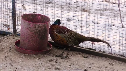 Ducks, pheasants and chickens live in a pen for birds on a home farm Stockbeeldmateriaal 238469436
