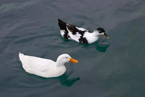Ducks Stock Photos