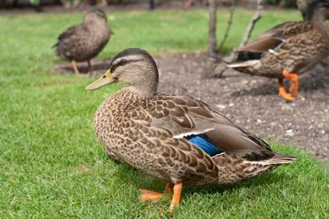Ducks Stock Photos