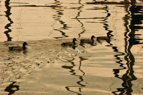 Ducks Stock Photos