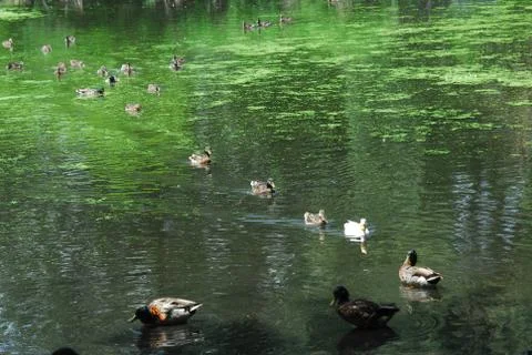 Ducks 写真素材