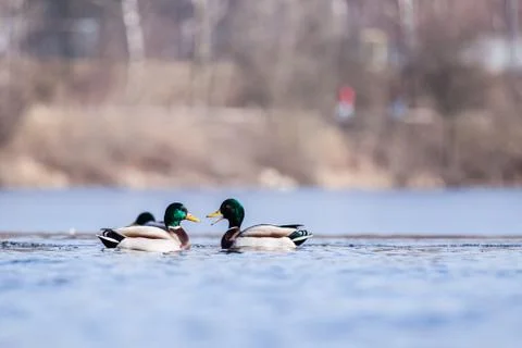 Ducks Stock Photos