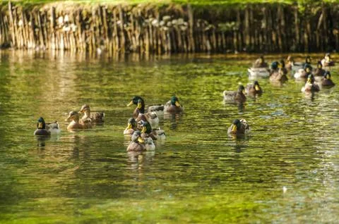Ducks Stock Photos