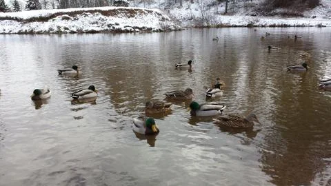 Ducks 写真素材