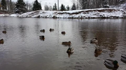 Ducks 写真素材