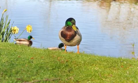Ducks Stock Photos
