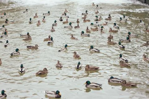 Ducks Stock Photos