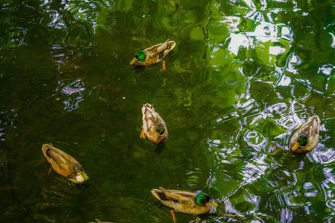 Ducks 写真素材