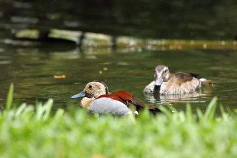 Ducks Stock Photos