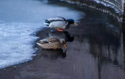 Ducks Stock Photos