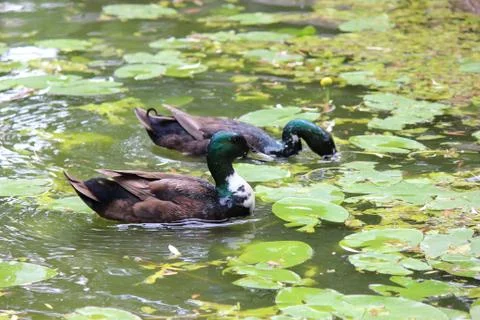 Ducks Stock Photos