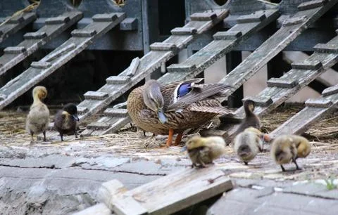 Ducks Stock Photos