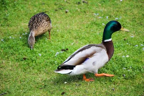 Ducks 写真素材