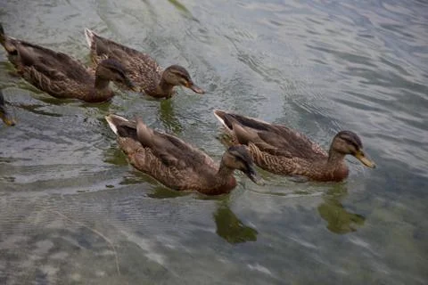 Ducks Stockfoto's