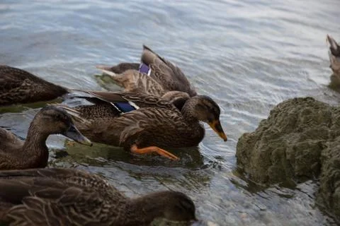 Ducks Stockfoto's