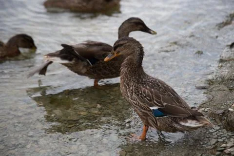 Ducks Stockfoto's