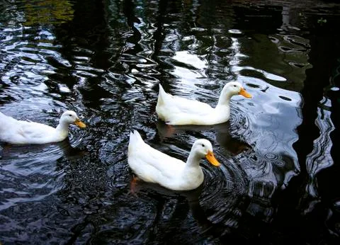 Ducks Stock Photos