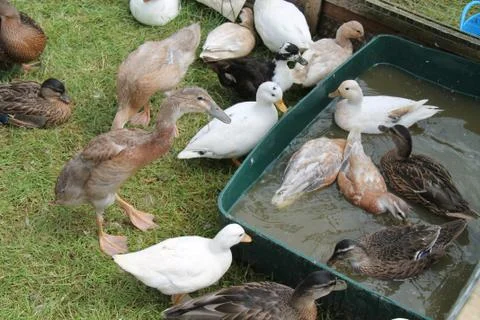 Ducks. Stock Photos