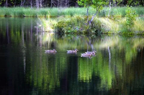 Ducks Stock Photos