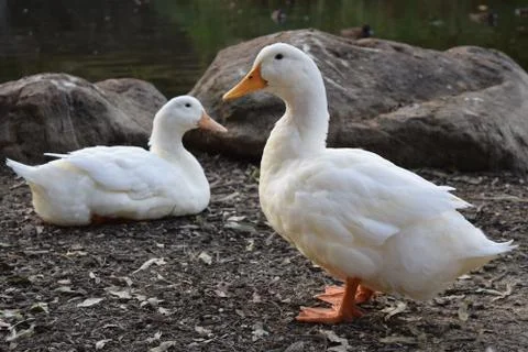 Ducks Stock Photos
