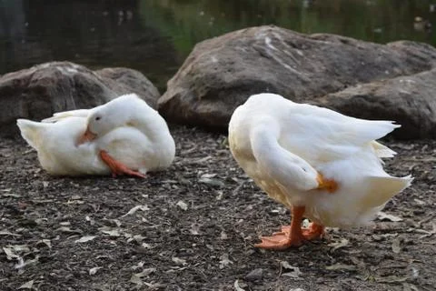 Ducks Stock Photos