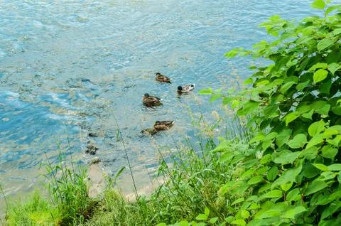 Ducks Stock Photos