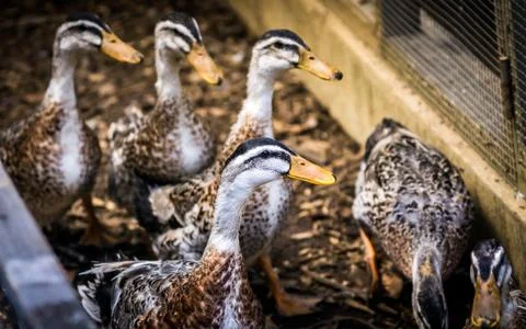 Ducks 스톡 사진