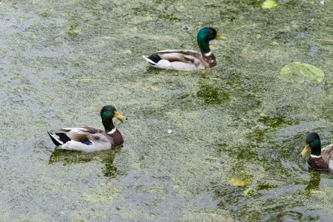 Ducks Stock Photos