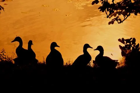 Ducks Stock Photos
