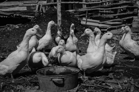 Ducks Stock Photos
