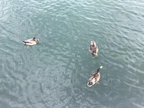 The ducks Stock Photos