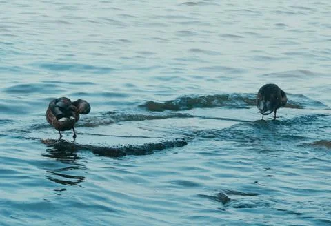 Ducks Stock Photos