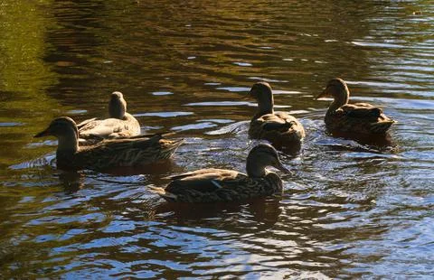 Ducks Stock Photos