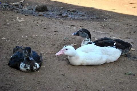 Ducks Stock Photos