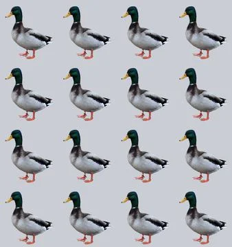 Ducks Stock Photos