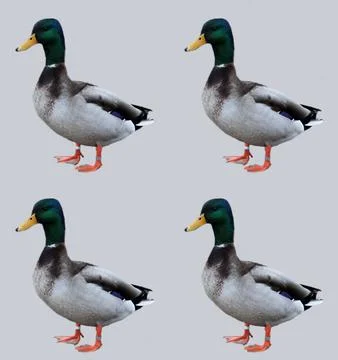 Ducks Stock Photos