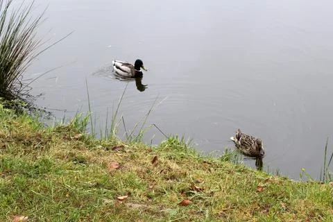 Ducks Stock Photos