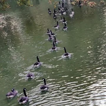 Ducks 스톡 사진