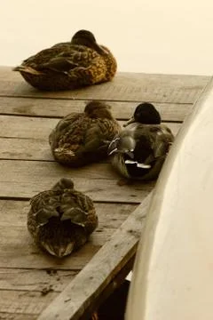 Ducks on pier by lake Stock Photos