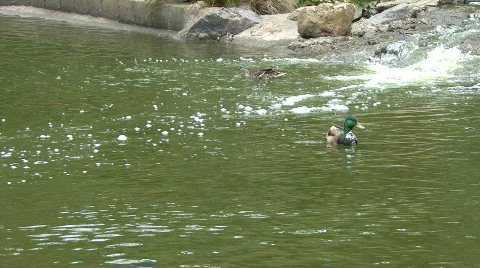 Ducks play near waterfall 库存影片 78829