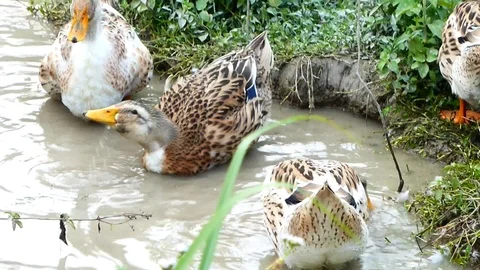 Ducks play in streams or paddy fields Stock Footage 114641249
