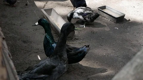Ducks playfully walk around the creek and quack Stock Footage 128246169